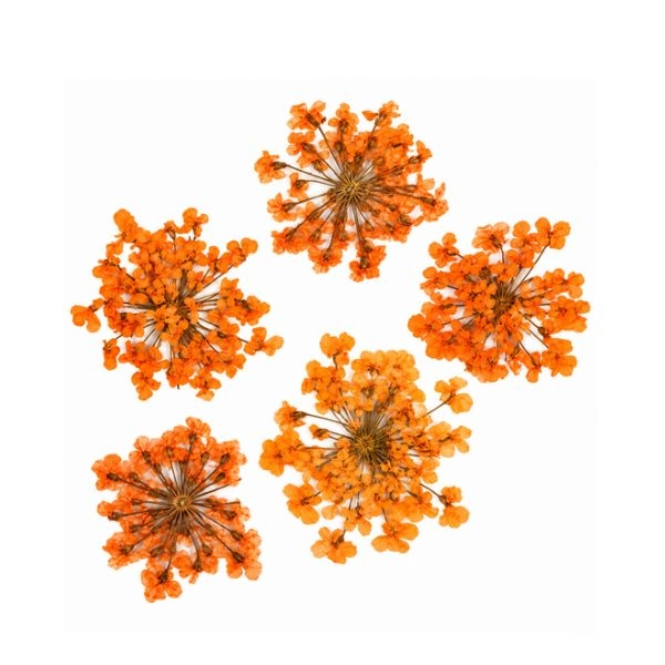 Dried Flowers – Orange