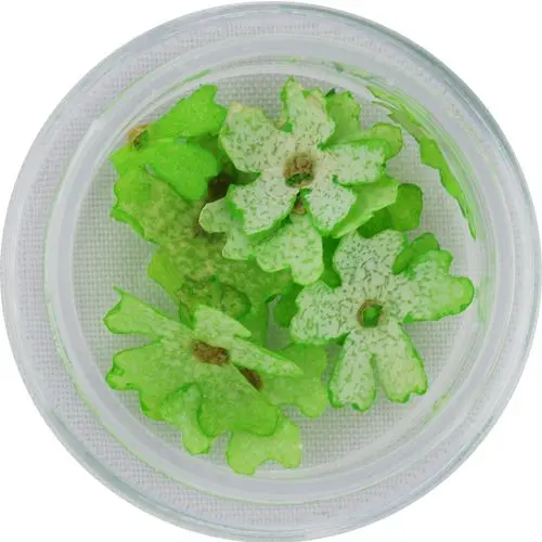 Light green flowers for nail art – dried