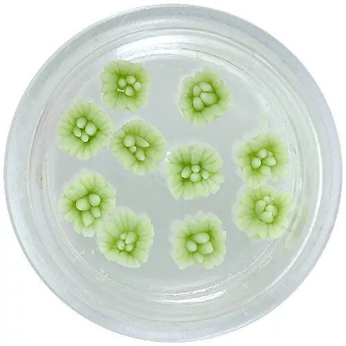 Acrylic flowers – light green