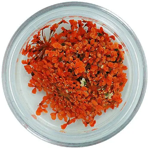 Orange flowers for nail art - dried