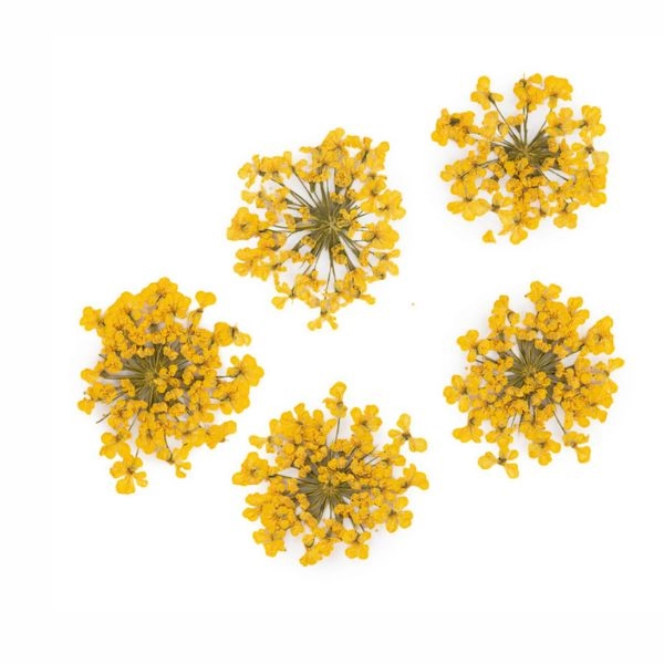 Dried flowers - yellow