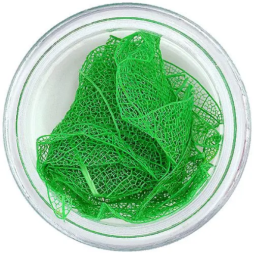 Dark green leaves for nail art – dried