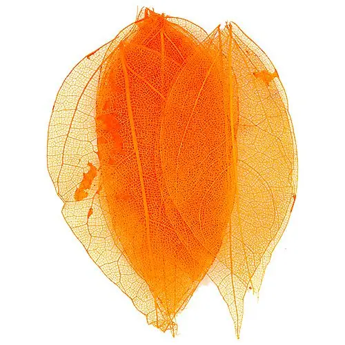 Orange dried leaves