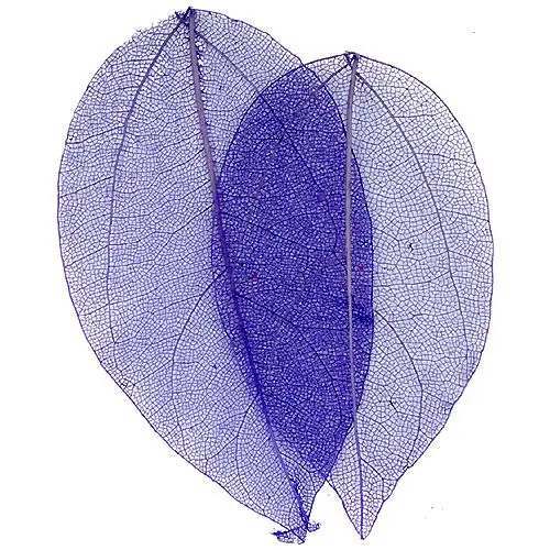 Violet dried leaves